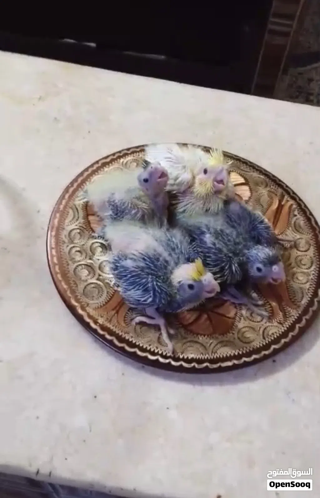 4 افراخ كوكتيل بصحه جيده جاهزات للتربيه