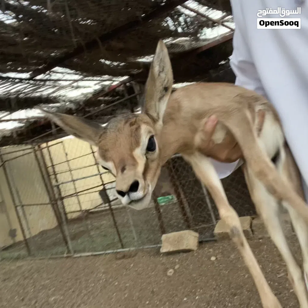 غزال ذكر ديماني للبيع