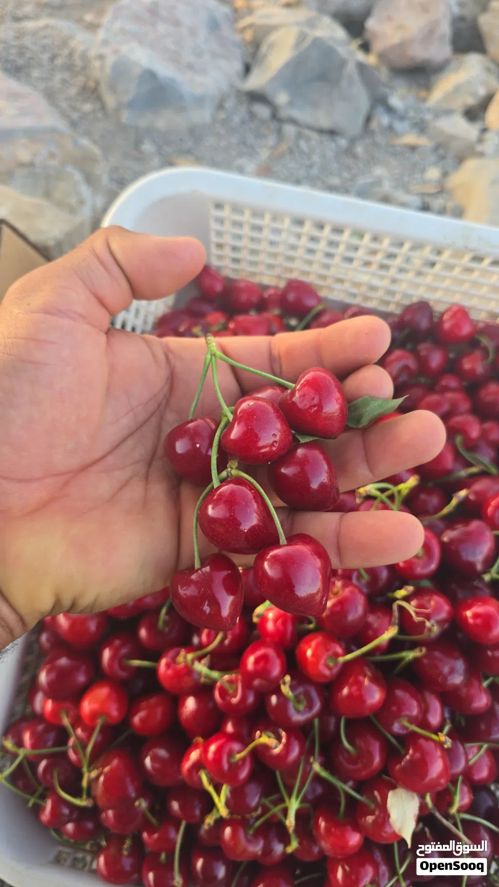 السلام عليكم ورحمة الله وبركاته يوجد لدينا فواكه الجبل الأخضر