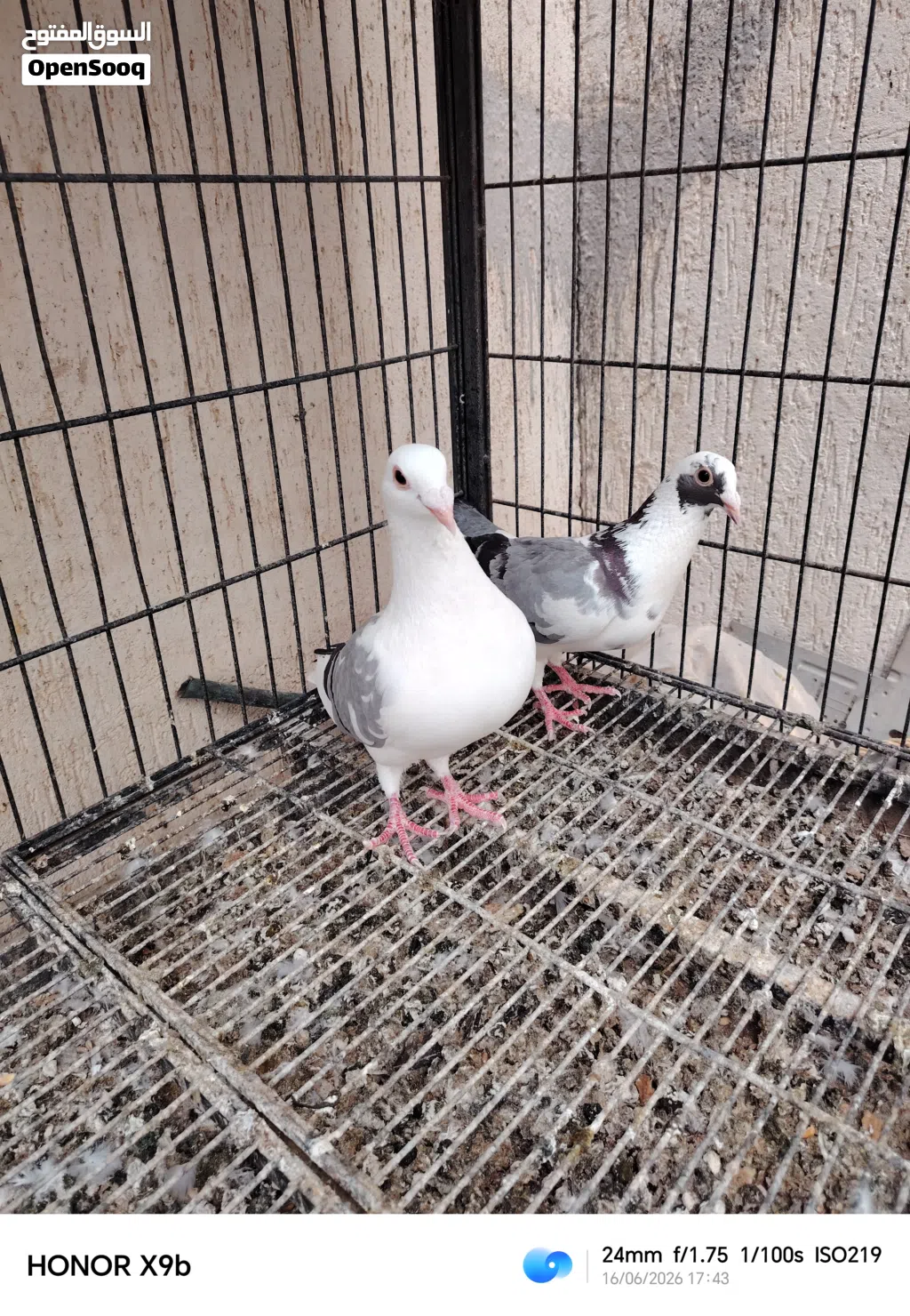 زوز كوبيات