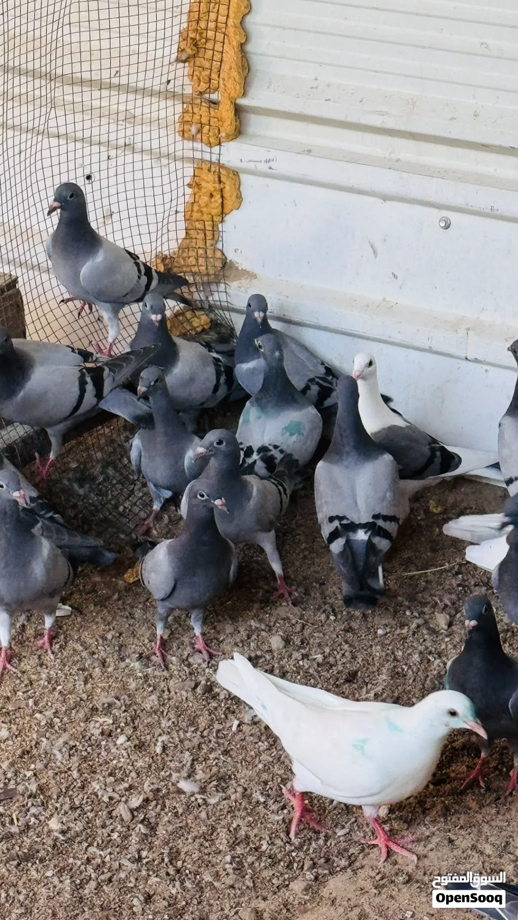 للبيع طبات حمام زاجل صحتهم فوق الطيبه واحجام