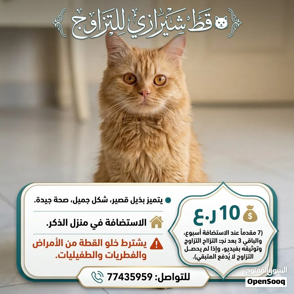 قط شيرازي للتزاوج