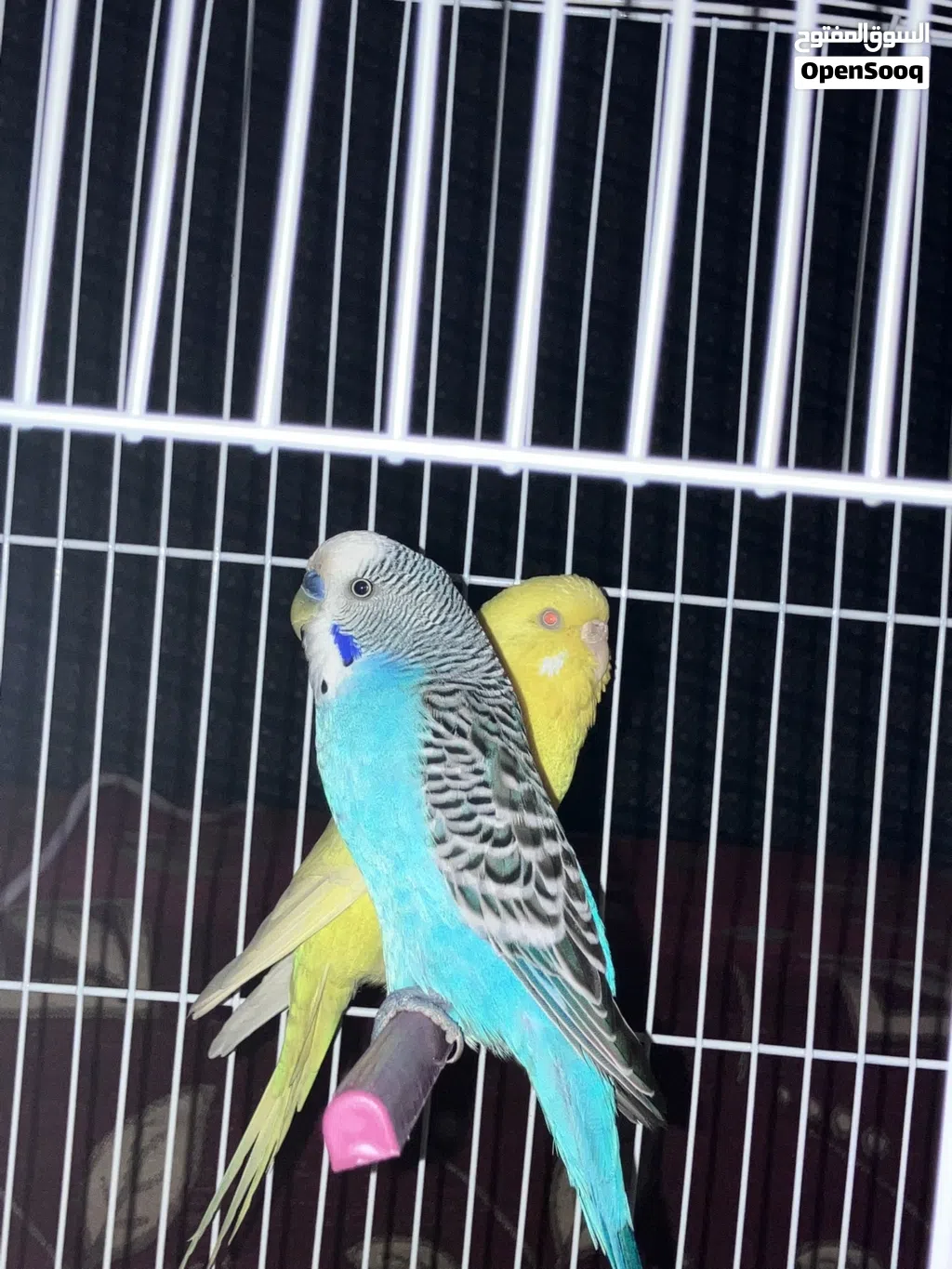 زوج بقالينو الانتى لاتينو عين حمره