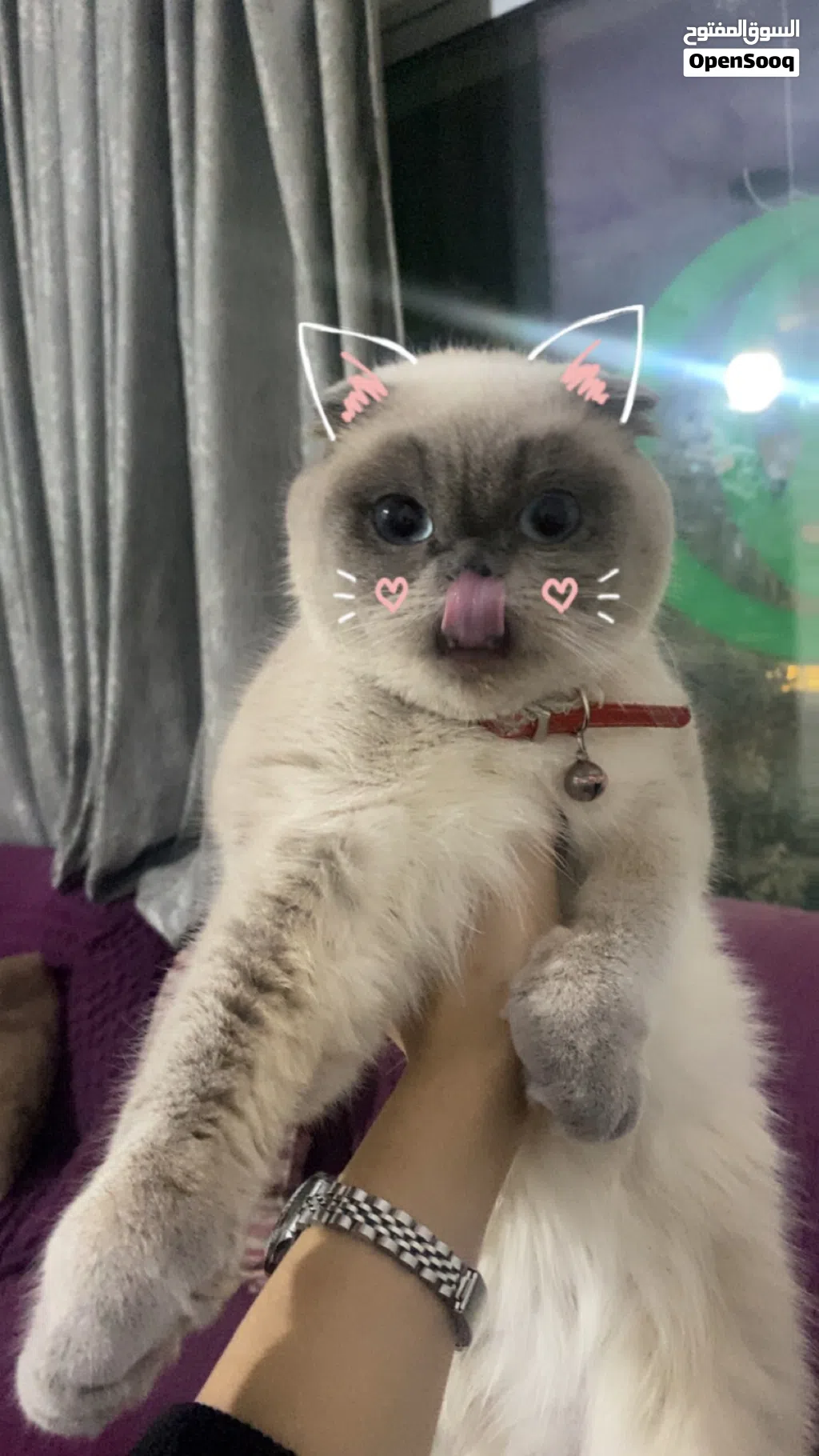 بسة سكوتش فولد للبيع