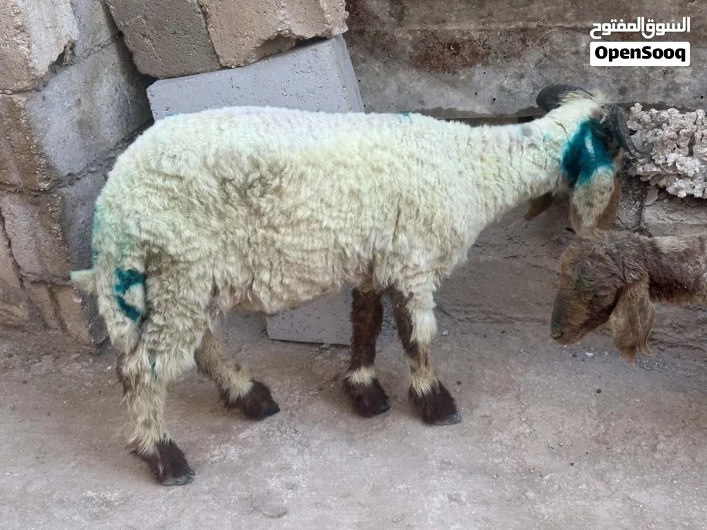خروف مع عابوره للبيع