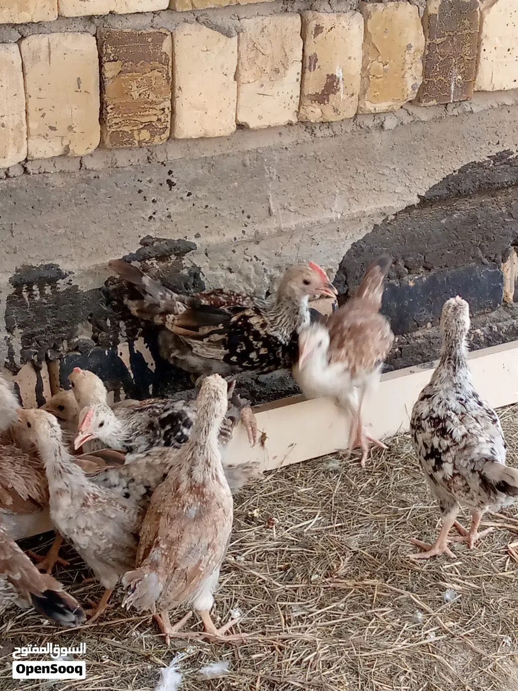 عندي دنداروي مخاليف
