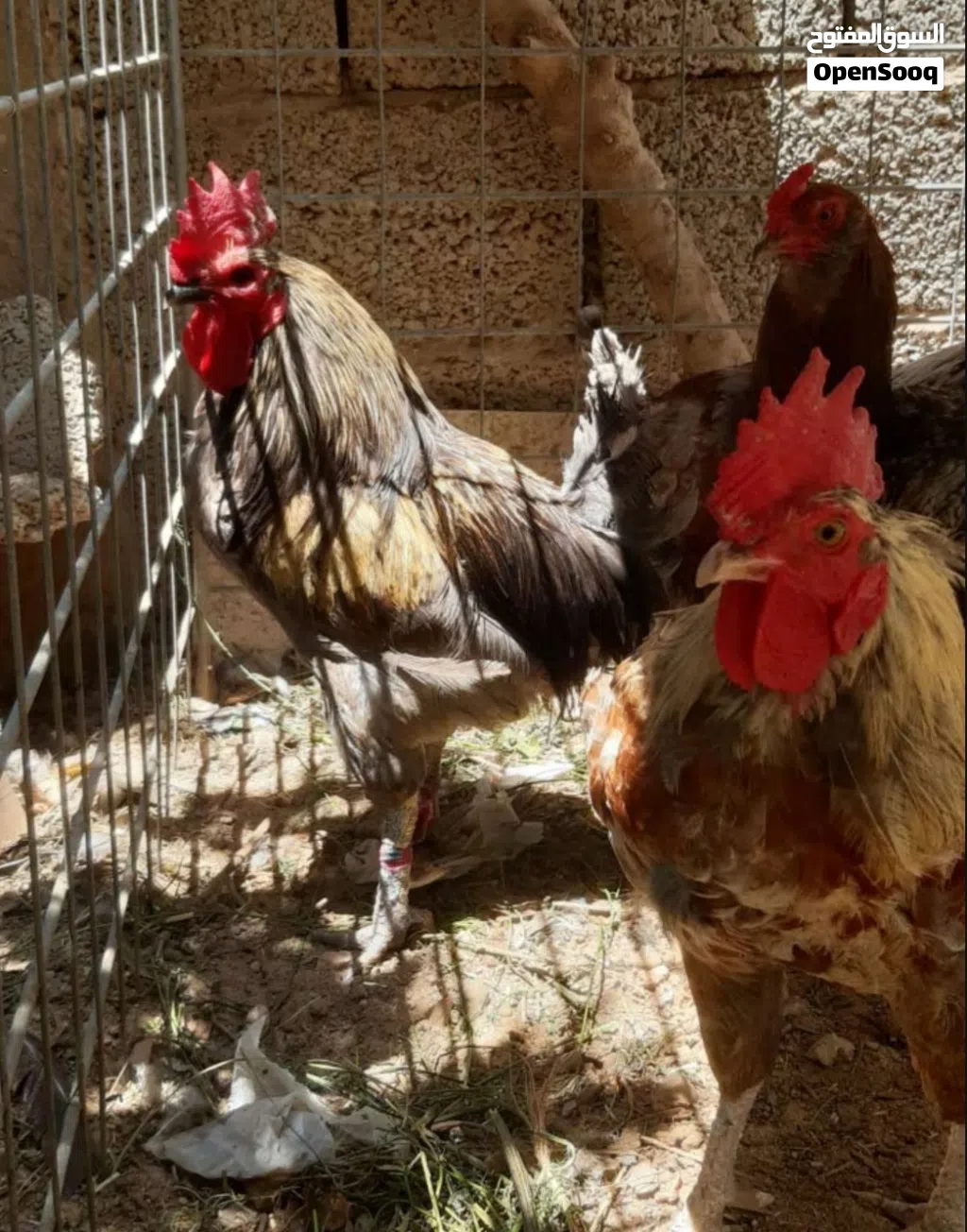 6 طروف فروج للبيع جمله