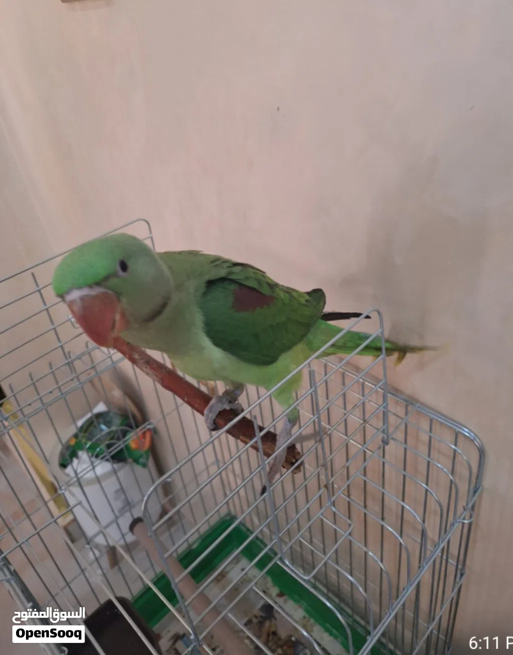 كساندرا اليف جدا جدا