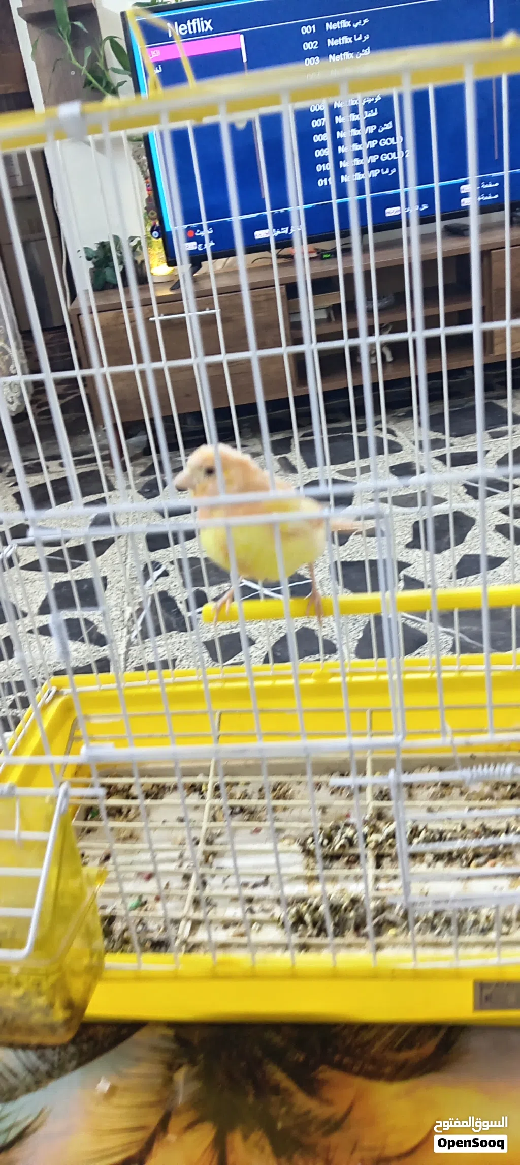 نثيه كناري جاهزه الوان حلوة