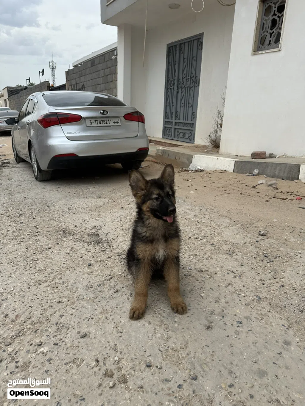 كلب للبيع ربي يبارك