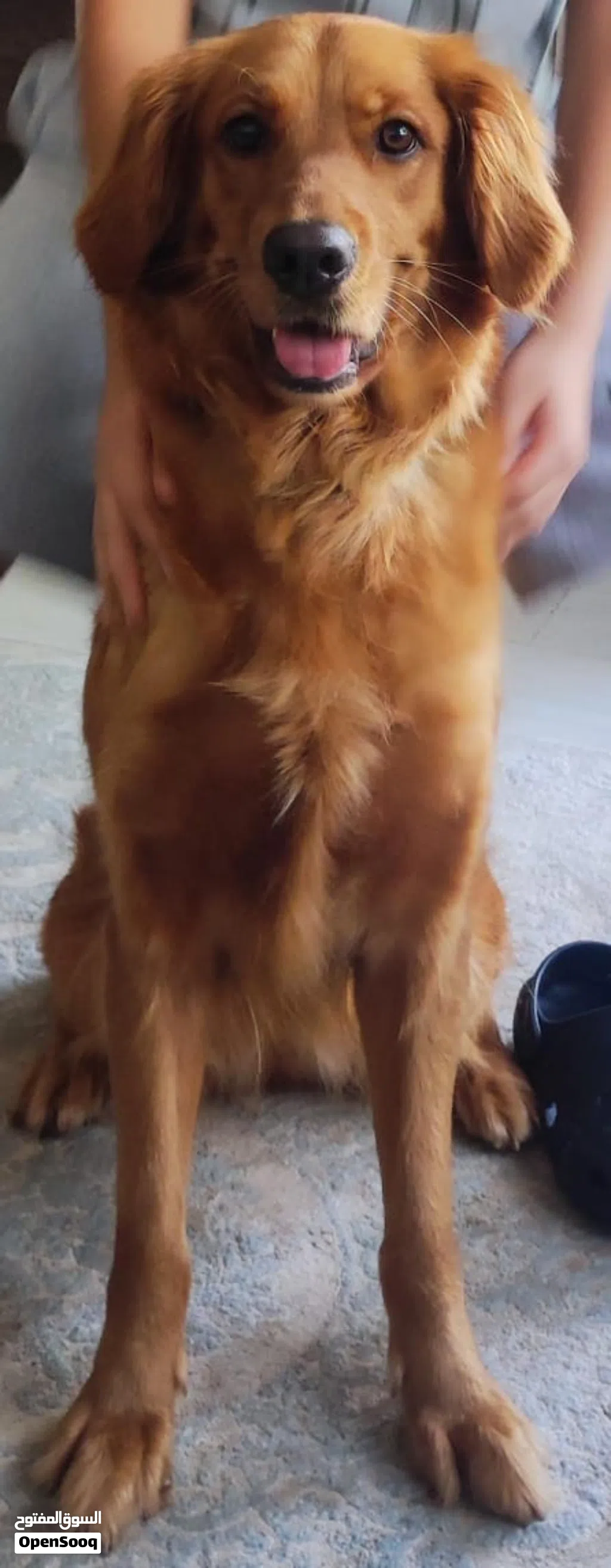 Female Golden Retriever