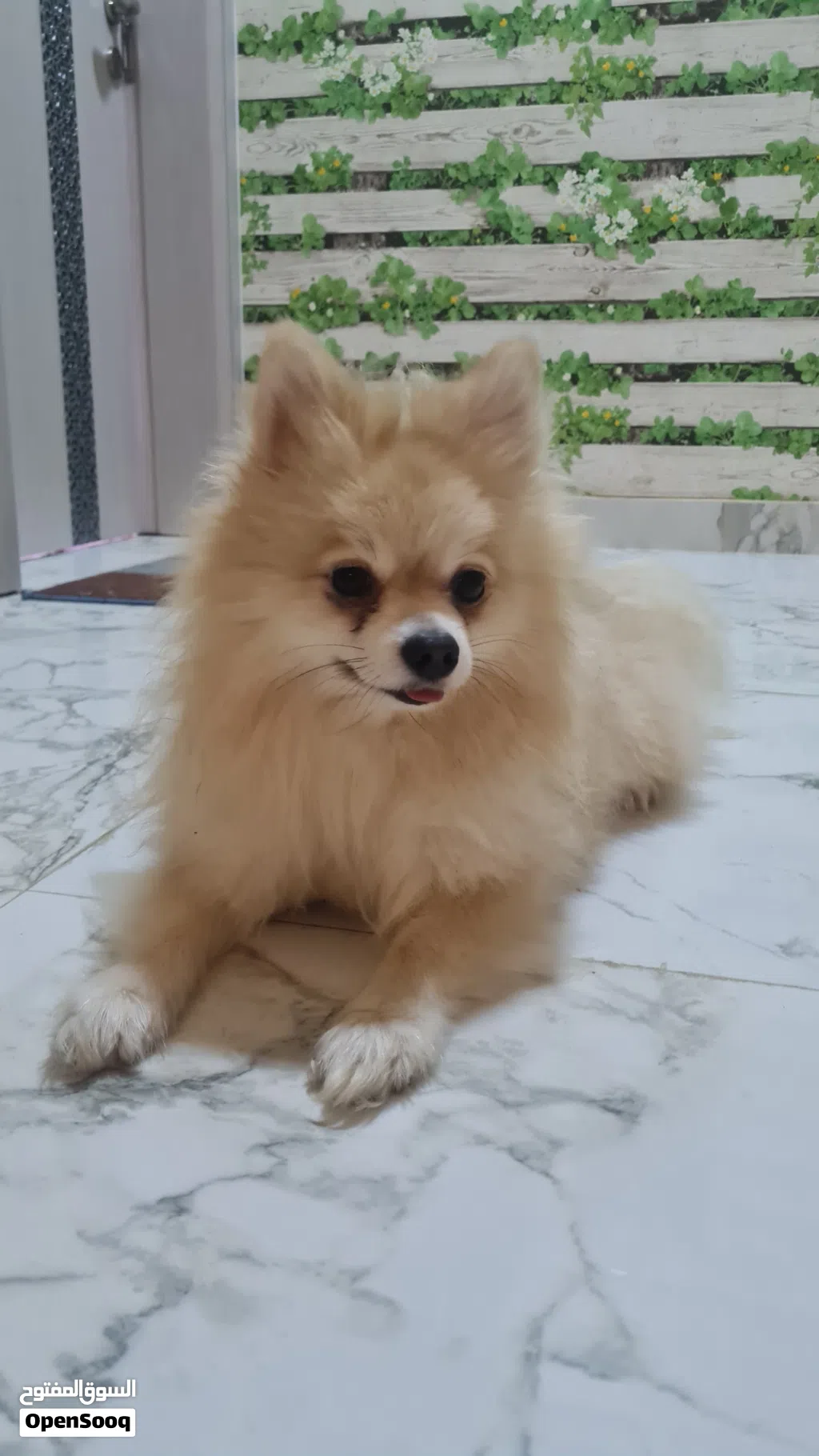 هذا الحيوان هو كلب من سلالة بومرينيان (Pomeranian)، ويُعرف اختصاراً باسم بوم.