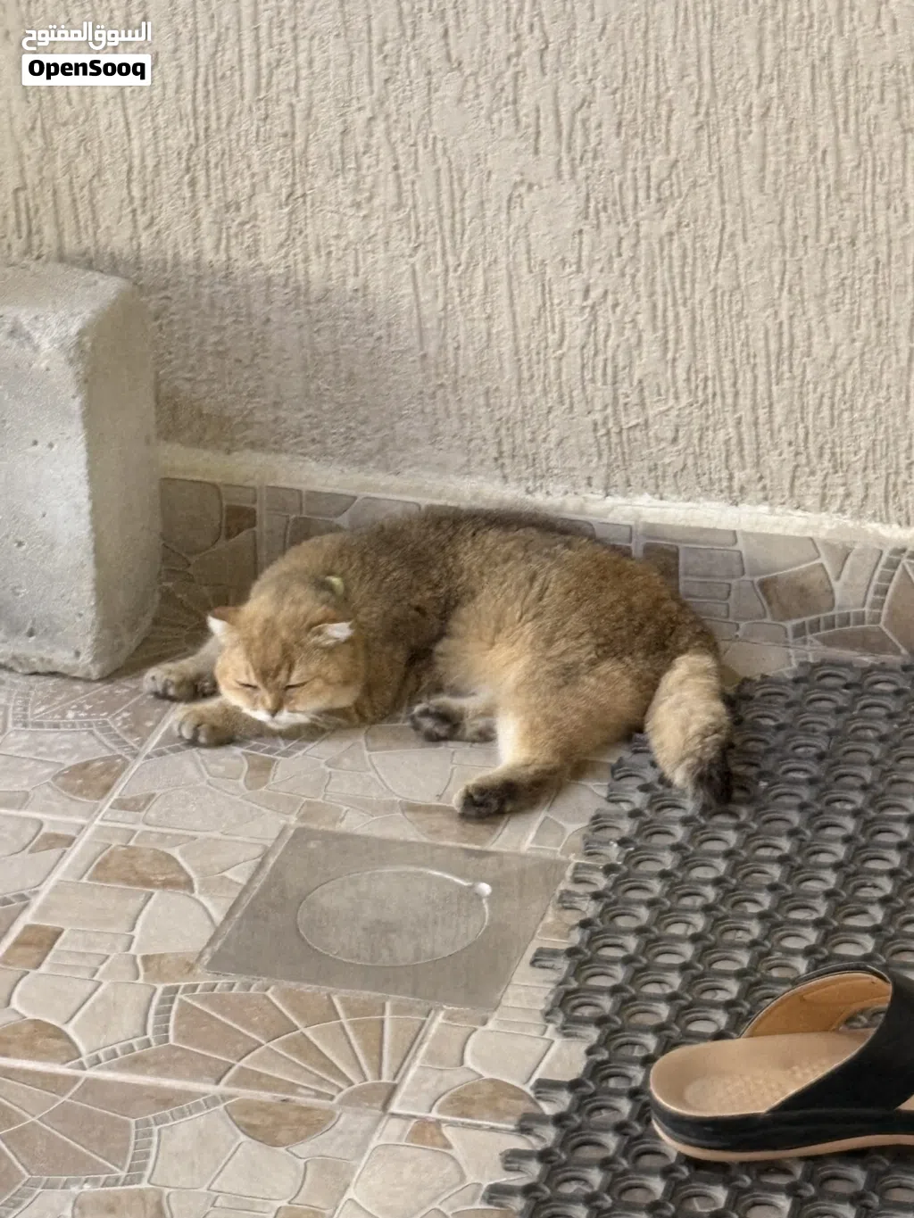 بريتيش شورت هير جولدن شيدد) للبيع قطوه العمر من خمس اشهر القطوه. بحاله ممتازه. جدا