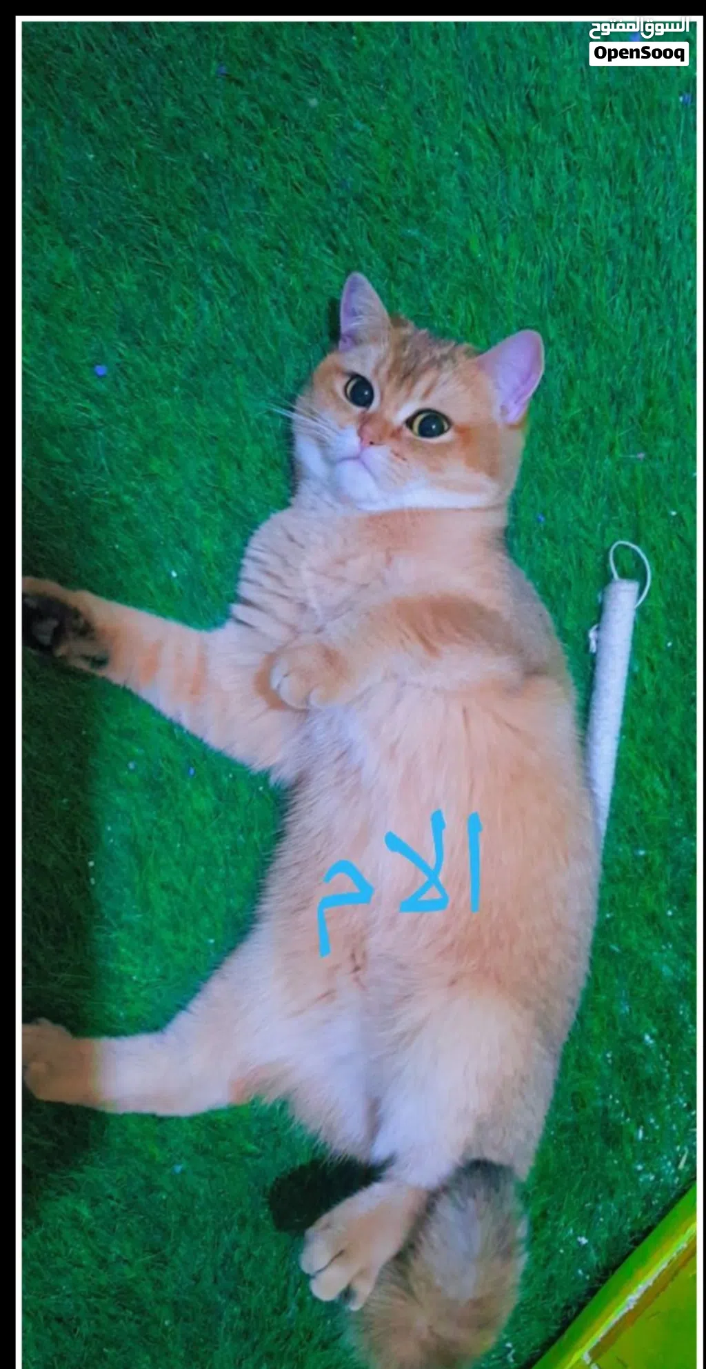 انثى سكوتش ستريت جولدن ny11