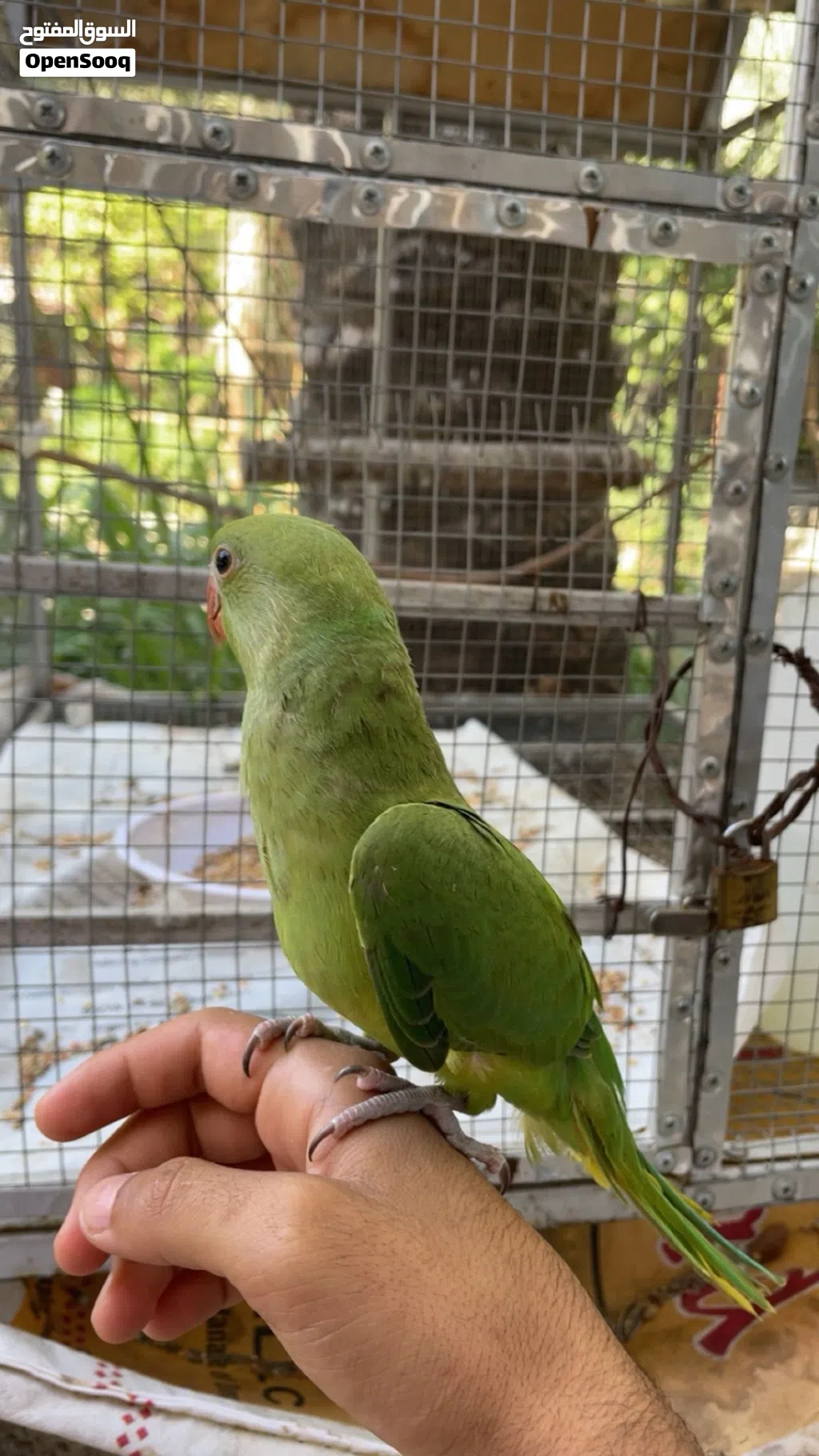 ببغاء دره.