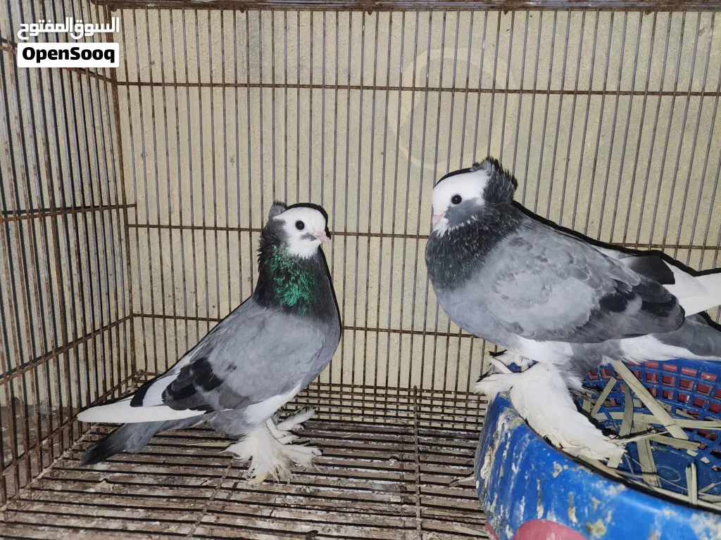متاح كمبك نقش الطيره نوها جاهزه والفحل جاهز