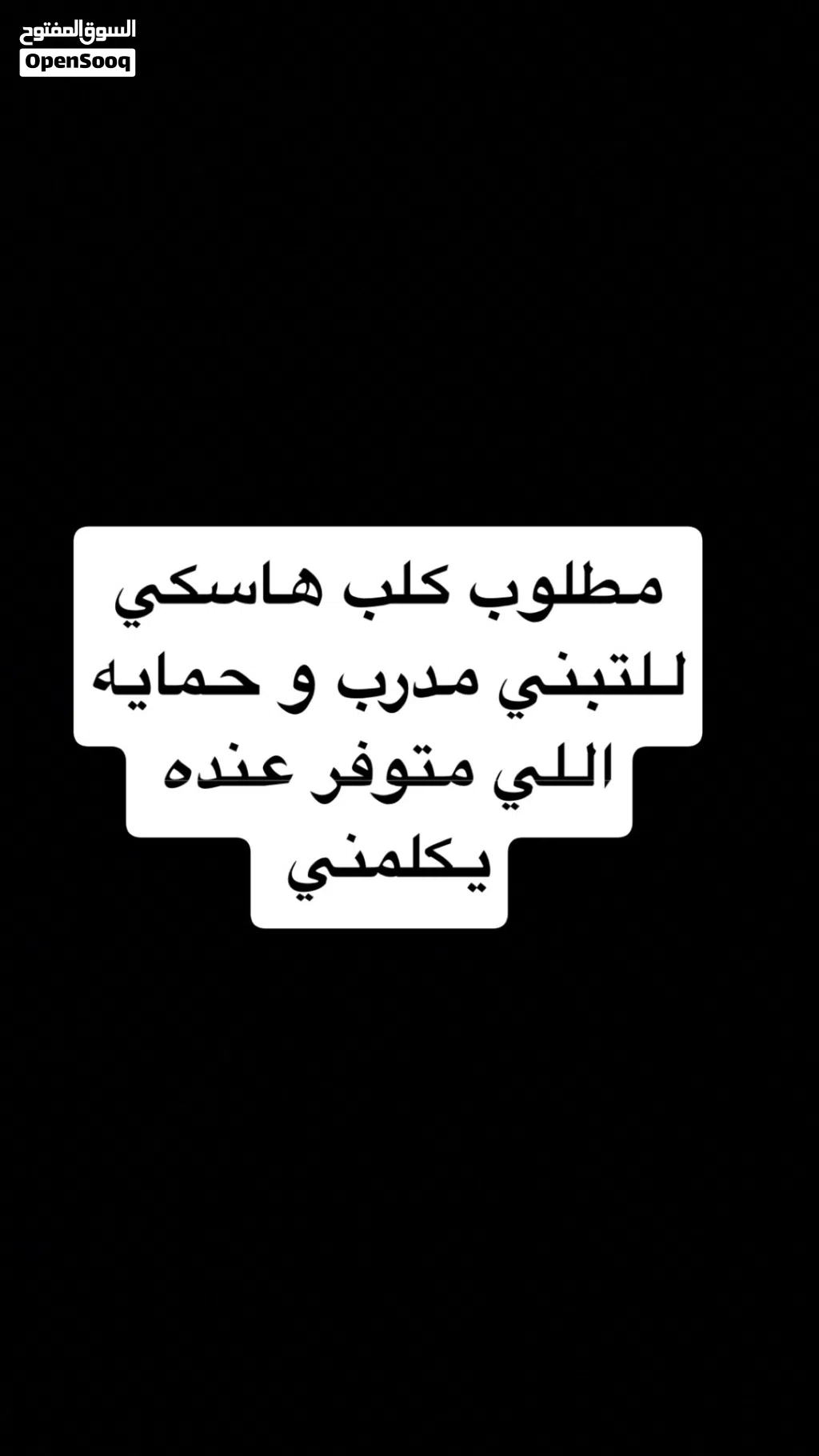 مطلوب هاسكي للتبني مدرب