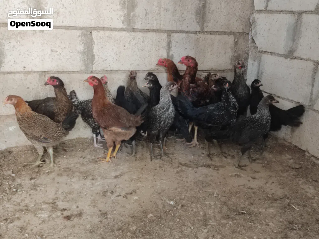 مجموعة طيور وحيوانات للبيع شوف كل الصور