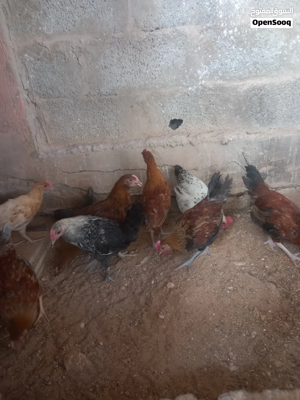 ديوك عربي عمر شهرين