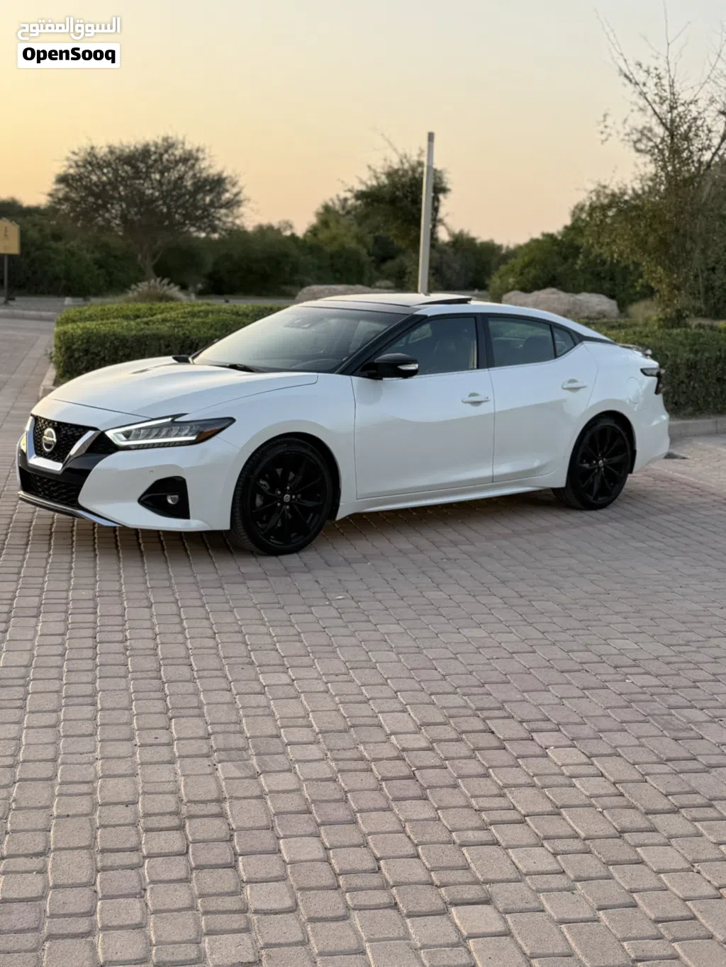 Nissan Maxima SR1