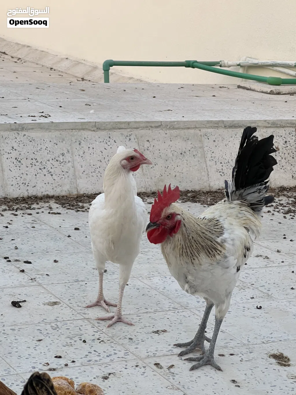الدجاج الفرنسي البياض