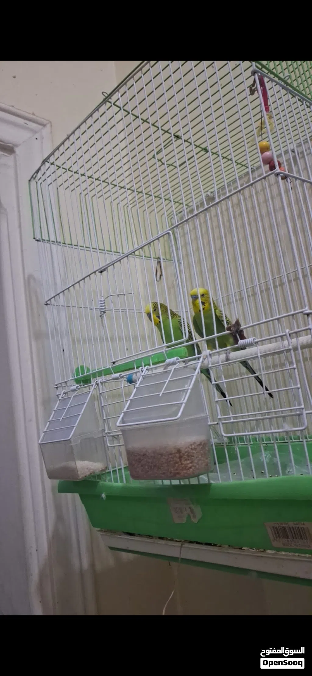 Buggies Love birds