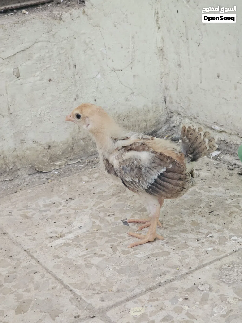 افراخ دجاج