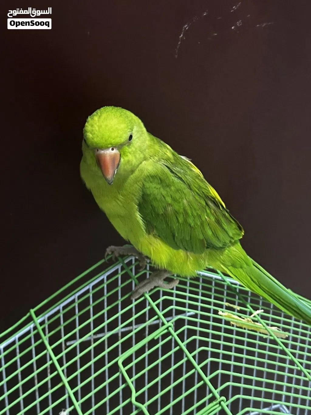 Very active parrot