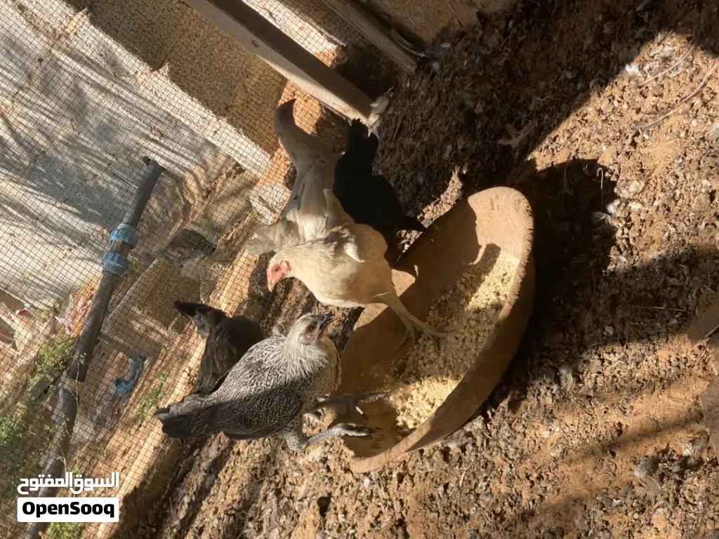 المكان الزاهراء ورشفانه