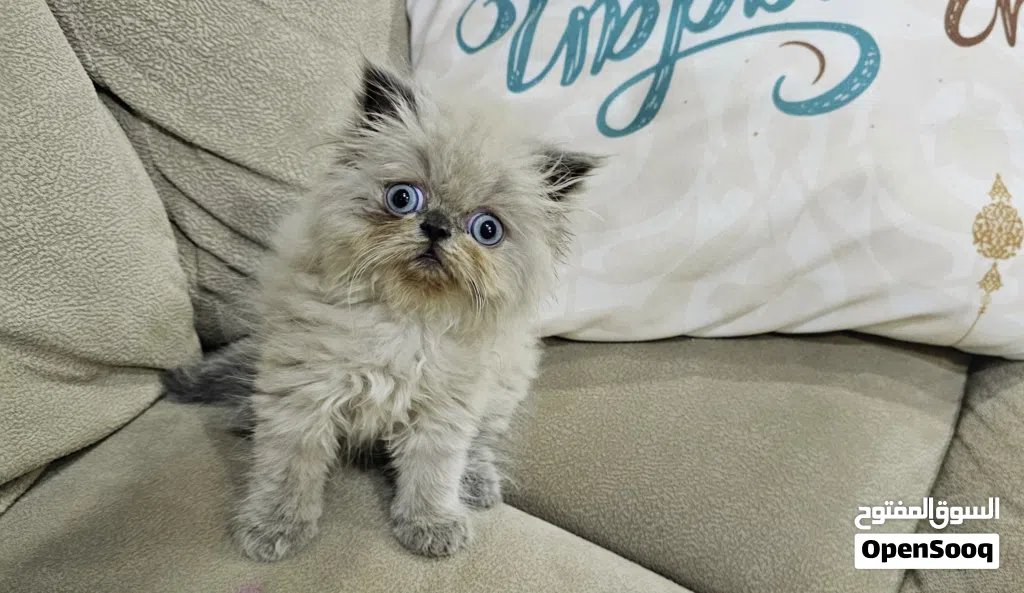 Himalaya cat هملايا هاف بيكي