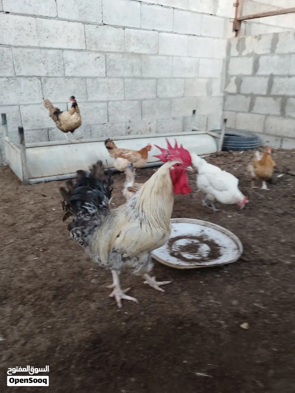 ديكين فرنسي للبيع