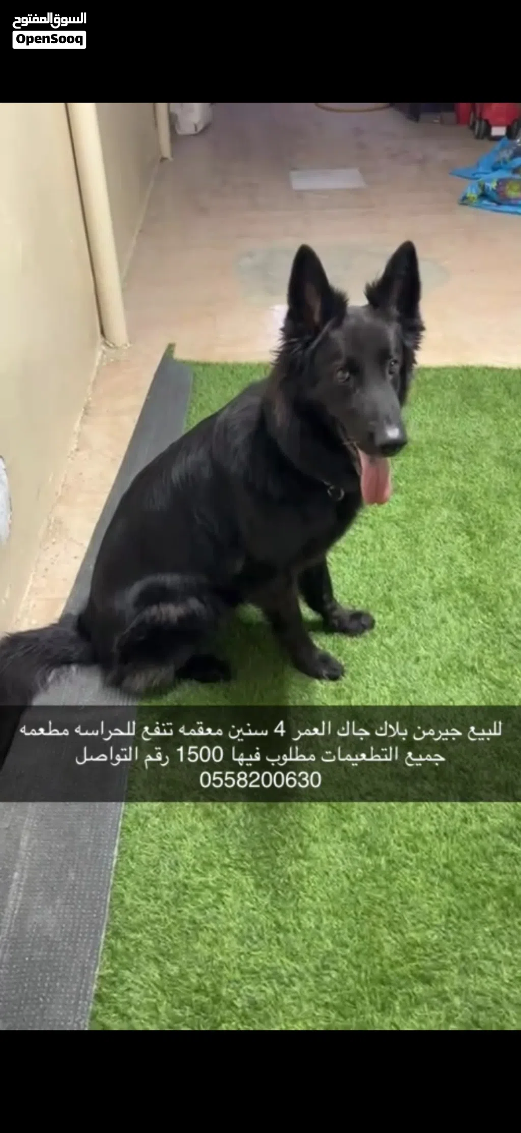 جيرمن بلاك جاك