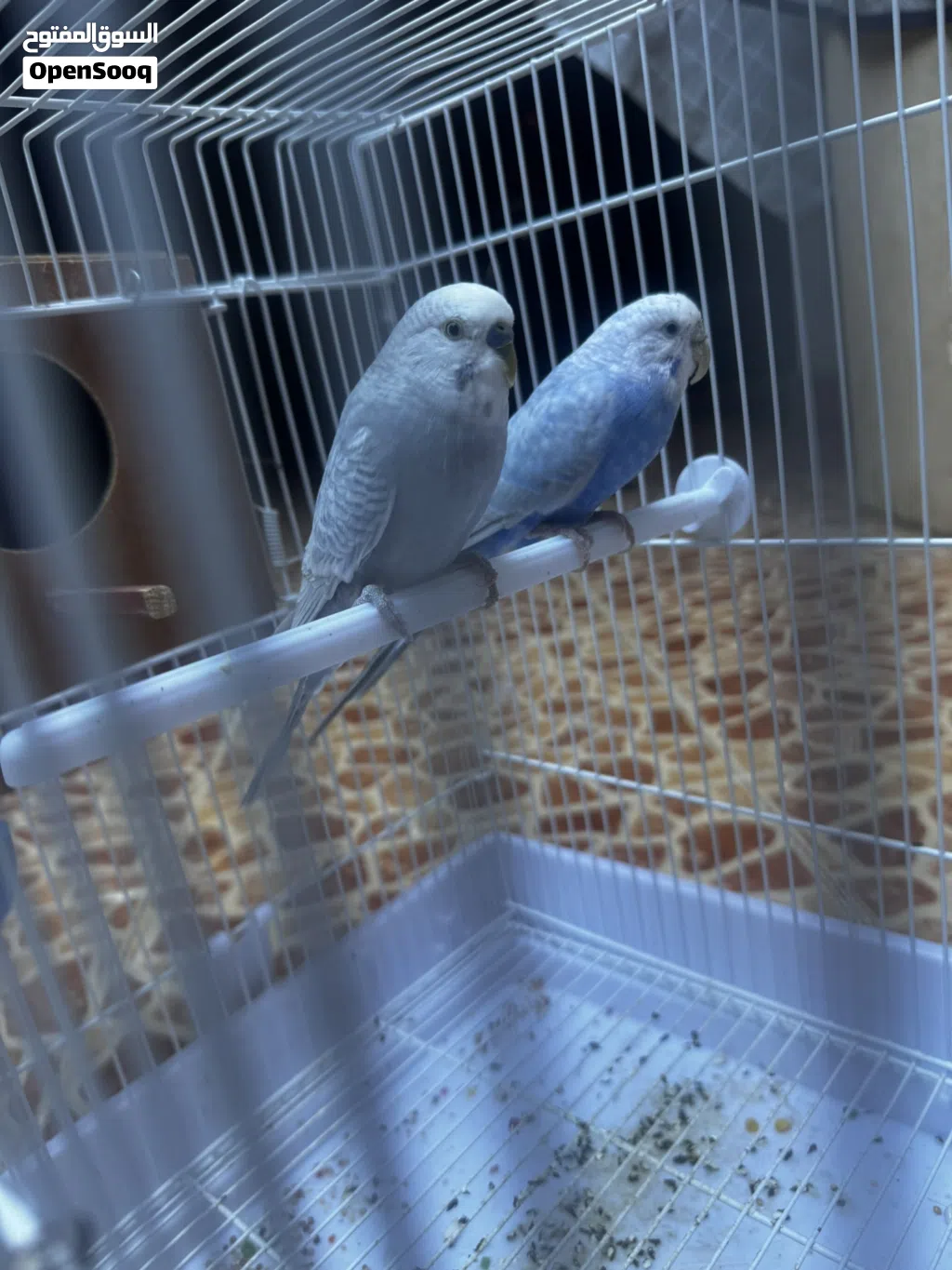 ذكر بقلينو حاجه منظمه