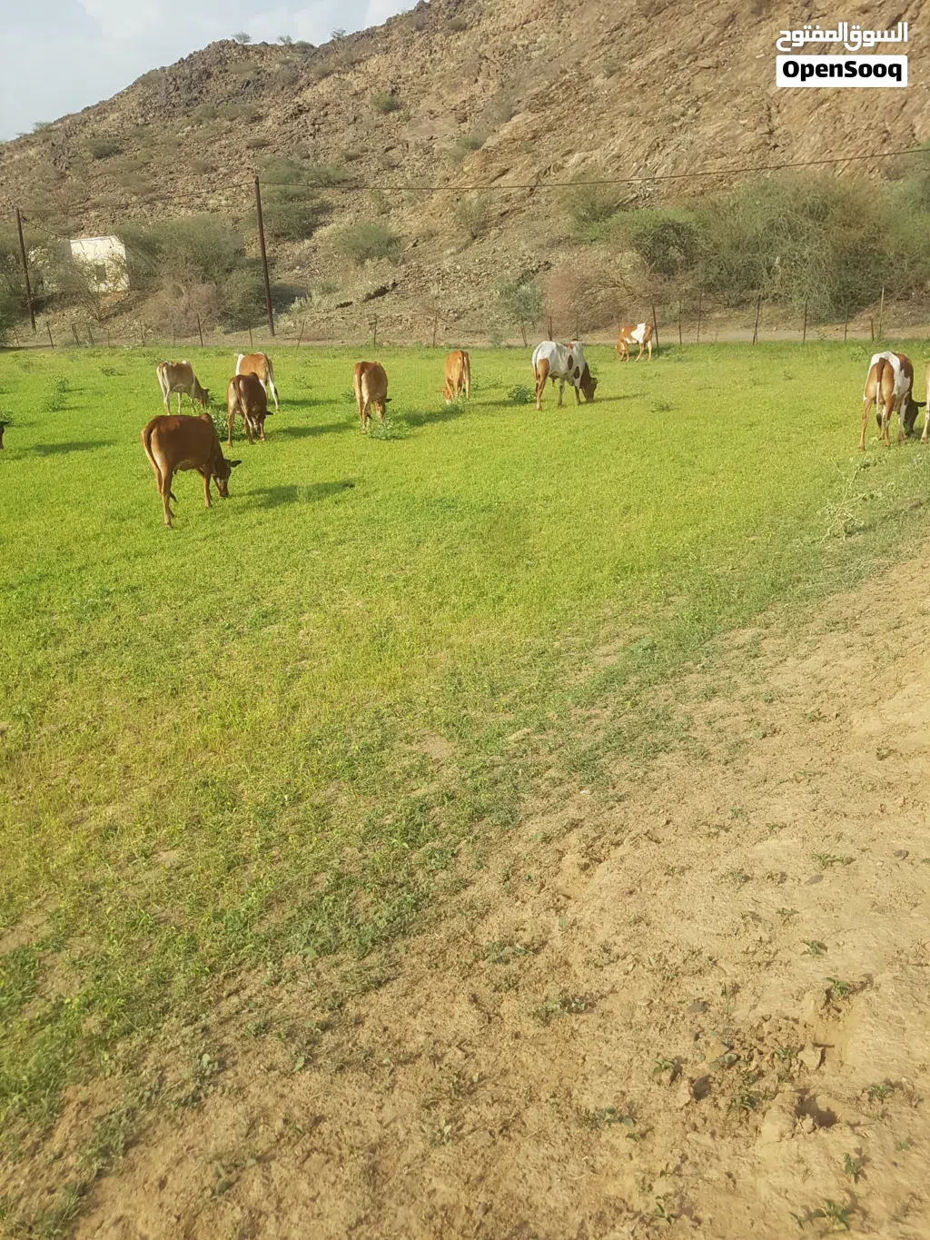 سمن ابقار بلدي