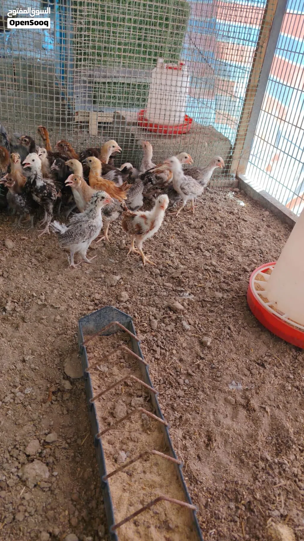 افراخ دجاج كتاكيت خط اول عمر شهر ونص واكو عمر 3 اسابيع باسعار مناسبة