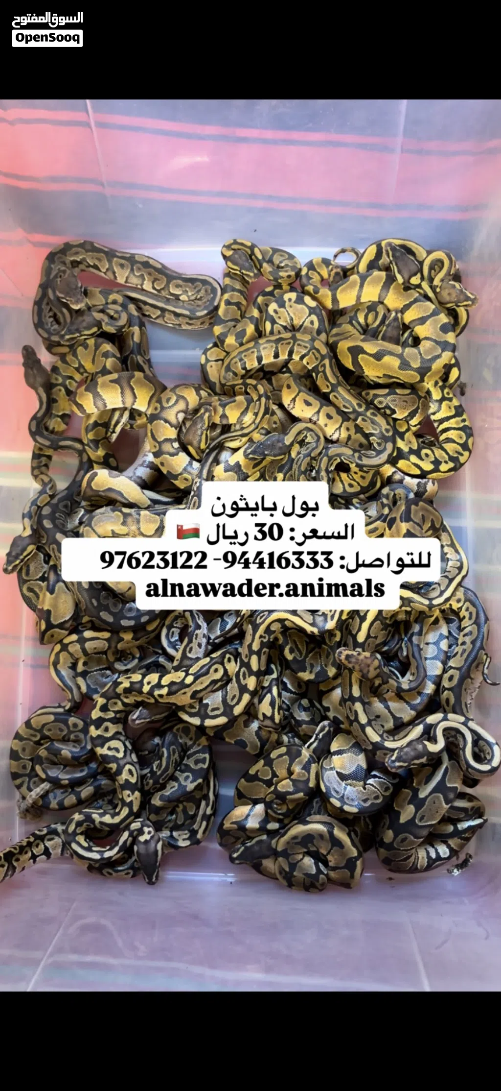 افاعي بول بايثون-كنج سنيك