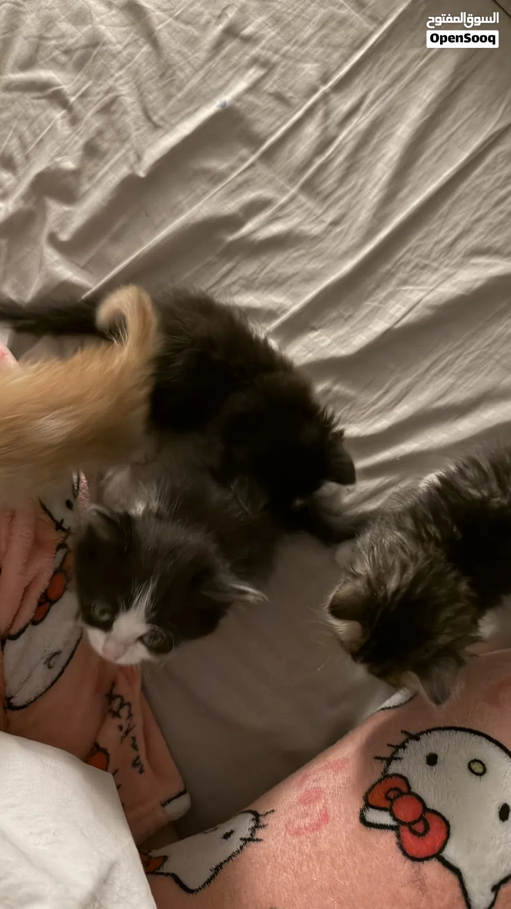 kittens for sale