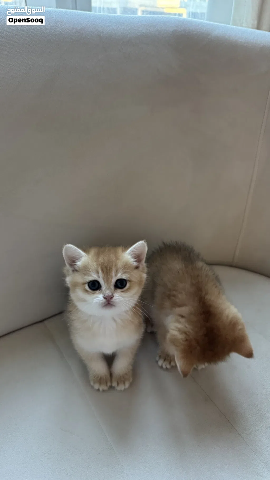 british shorthair, بريتش شورت هير