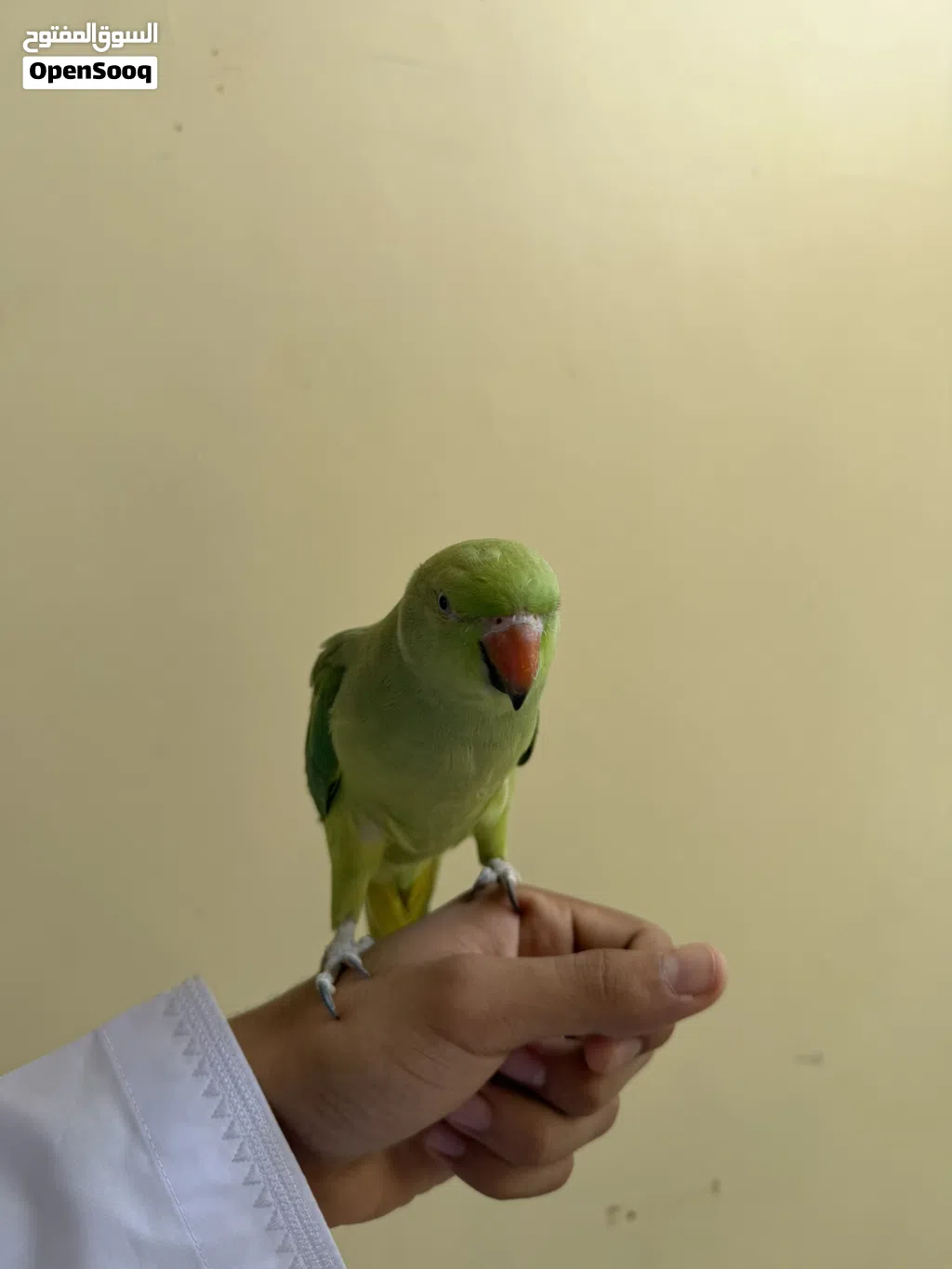بغبغاء دره أليف مع الستاند