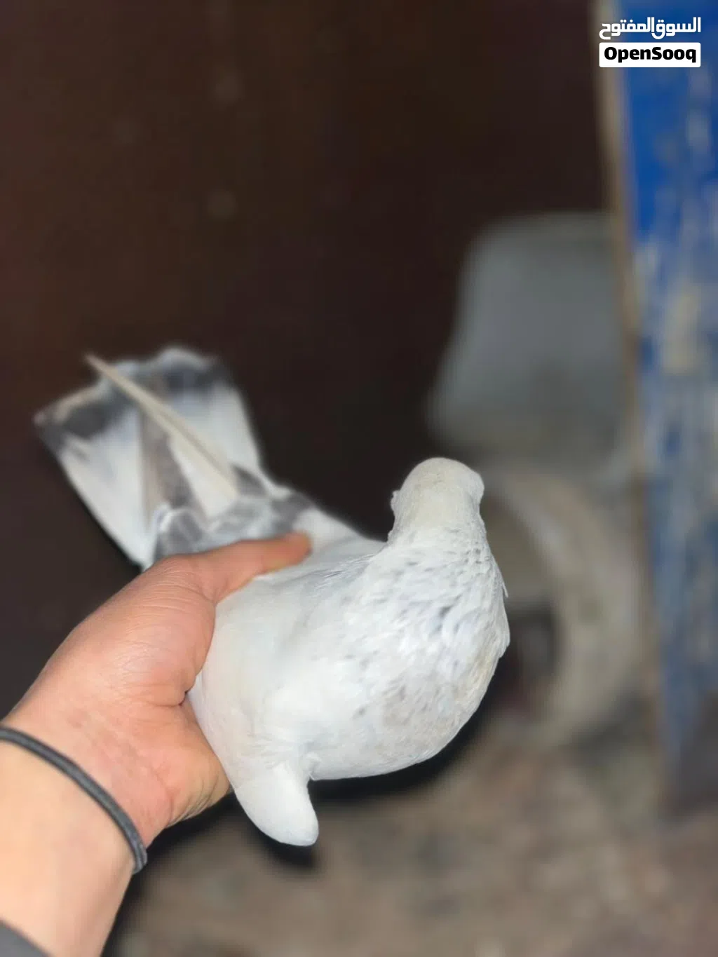 طير بوز لبني ذكر