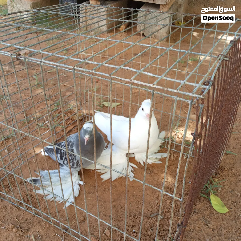 كوبية حمام للبيع من نوع هزاز