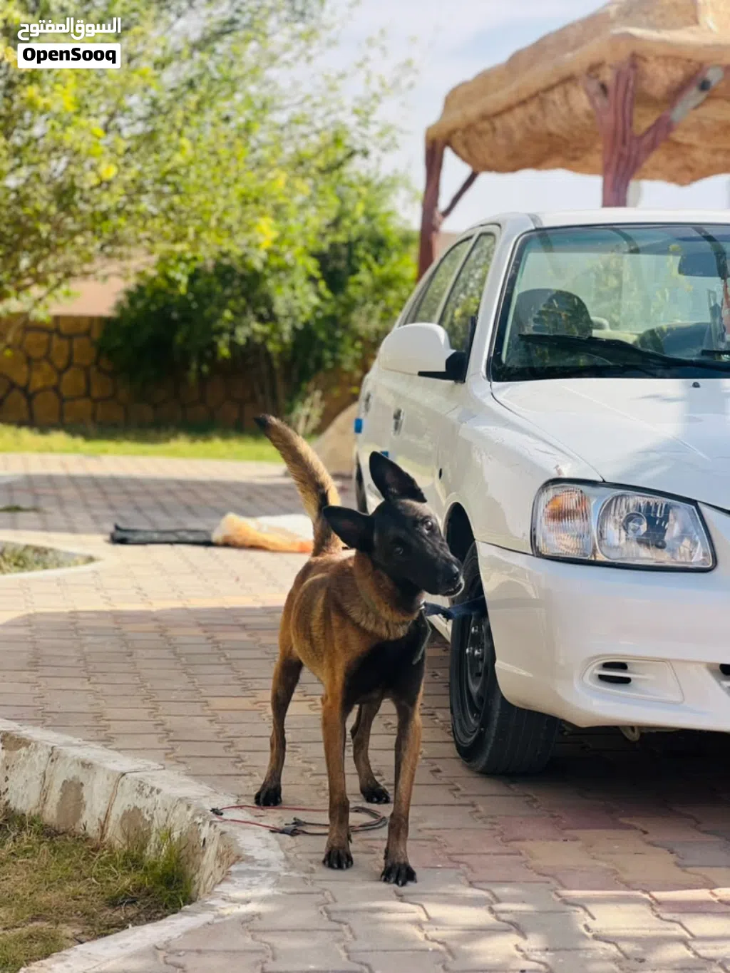 مالينوا بالجيكي دم صافي اب وام اوامر فرنسية شراسة تقطيع سعره 3800وساهل
