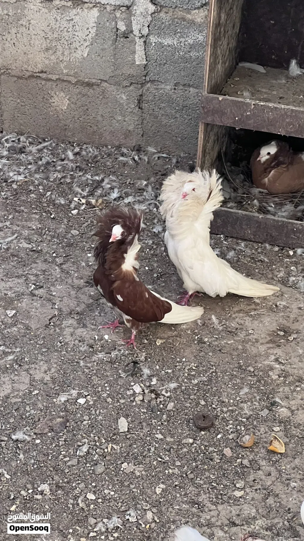 حمام نمساوي ، ساينت ، جاكوبين