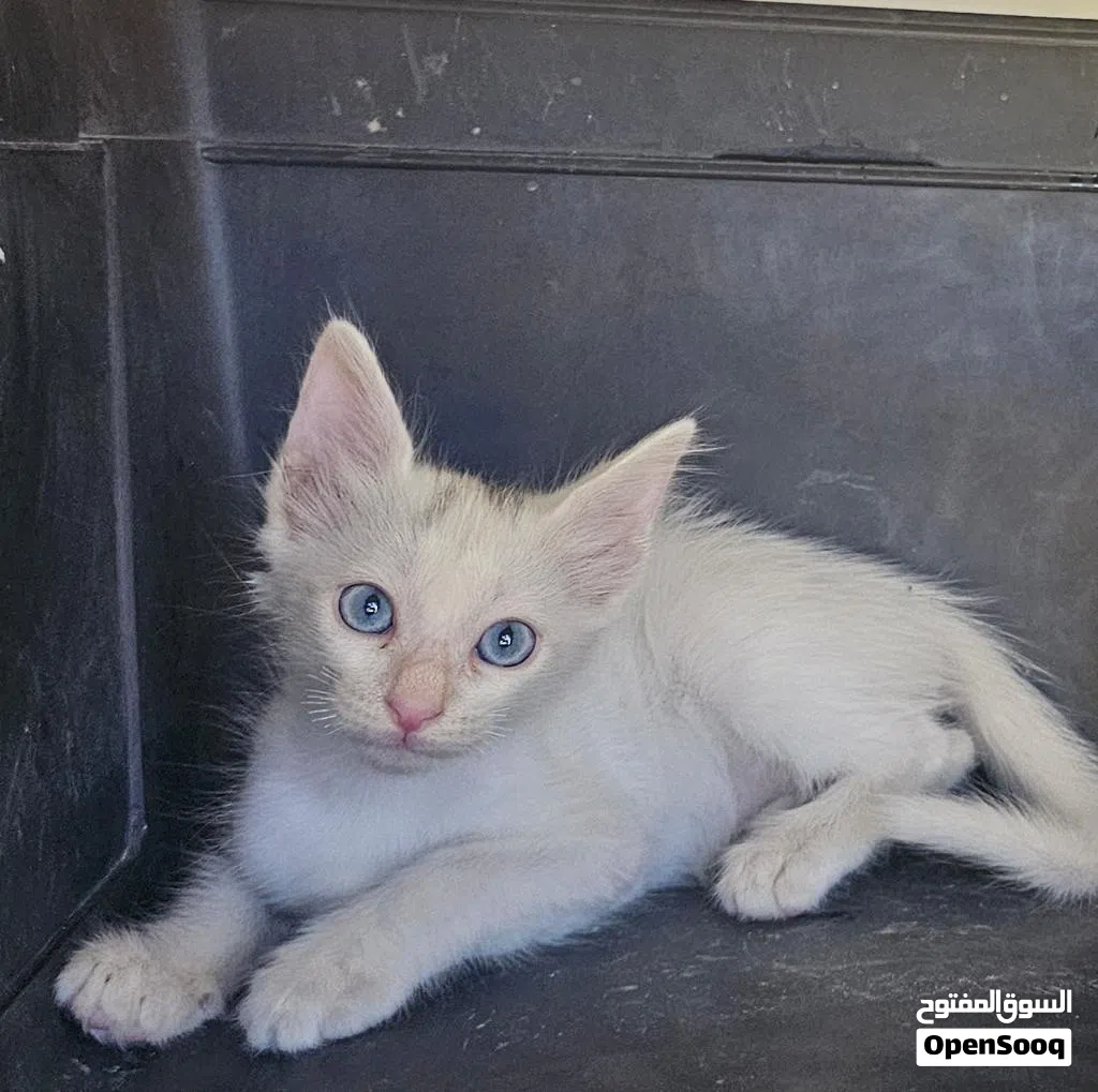 Cats for adoption