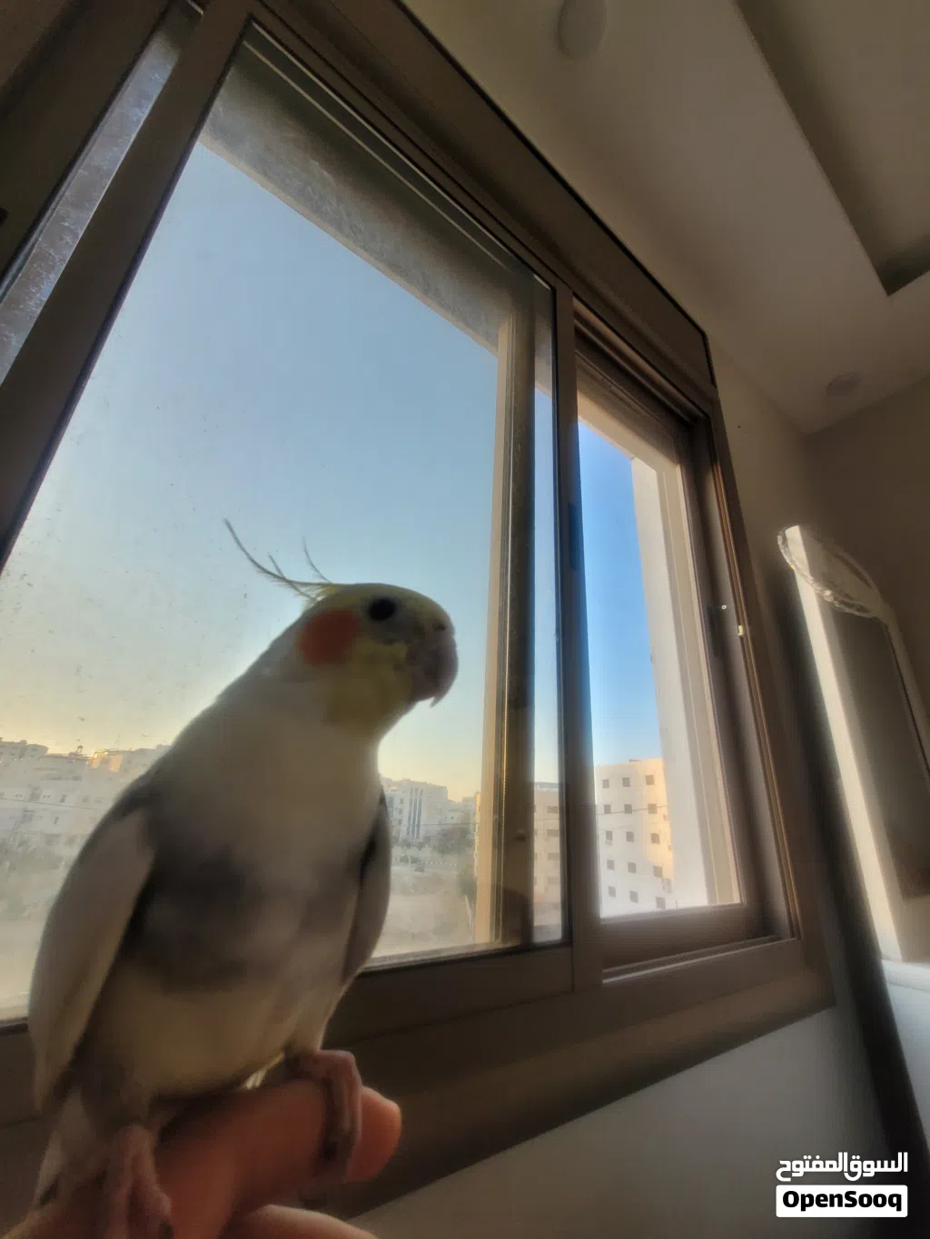 ببغاء ككتيل أليف 100/100 ذكر العمر 6 أشهر