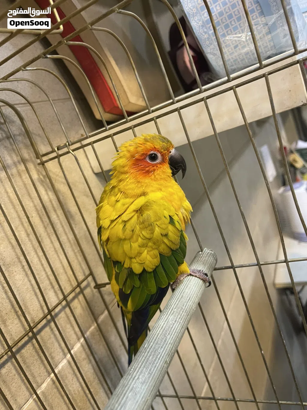 صن كنيور Sun Conure
