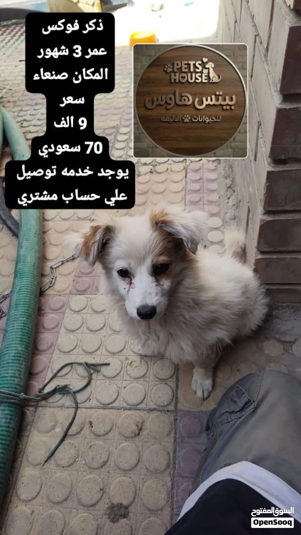 كلب مالتيز