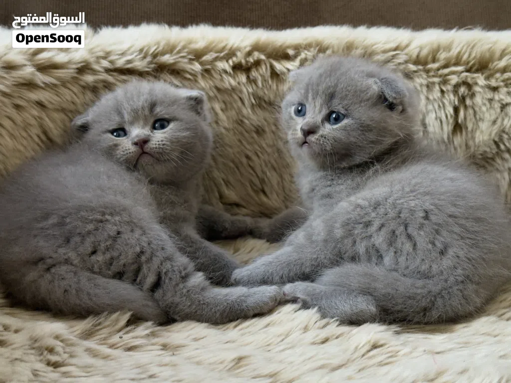 Scottish fold & British shorthair lilac, light gray