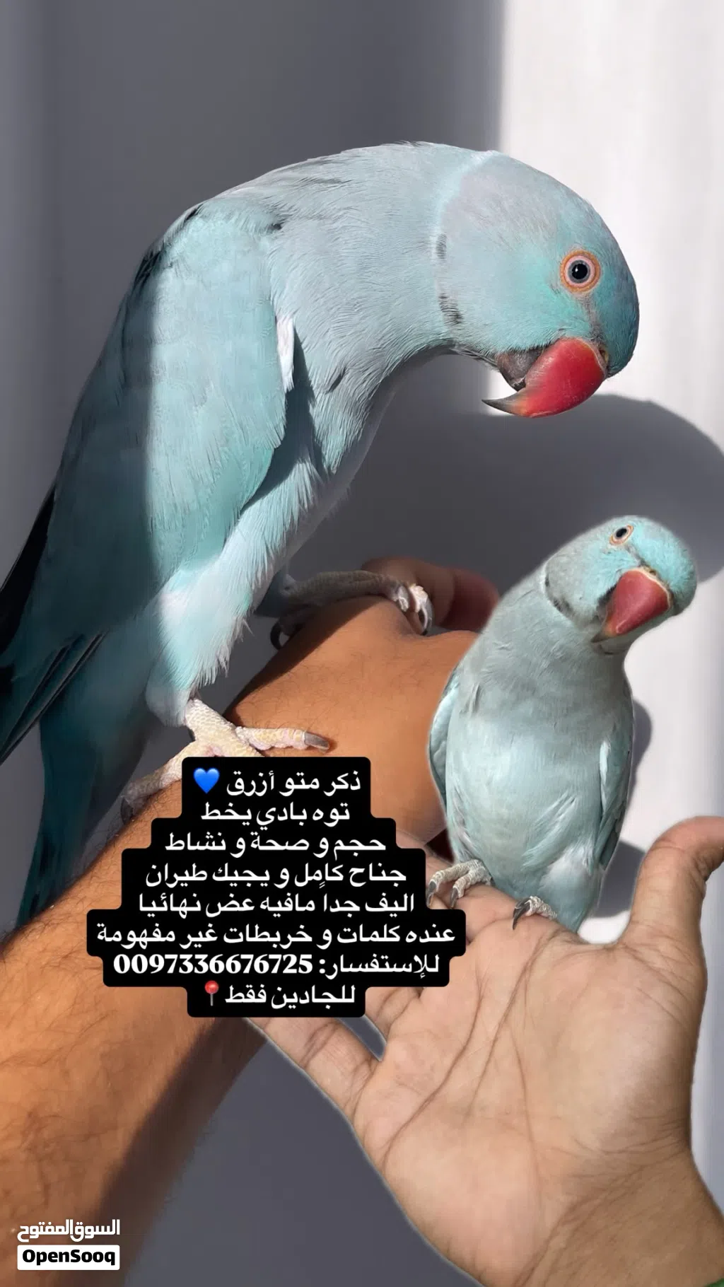 ذكر متو أزرق اليف