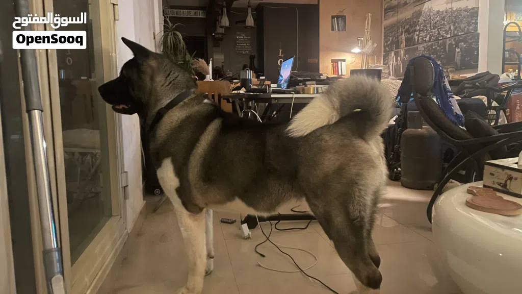 American Akita